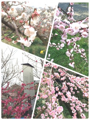 和歌山　梅の花