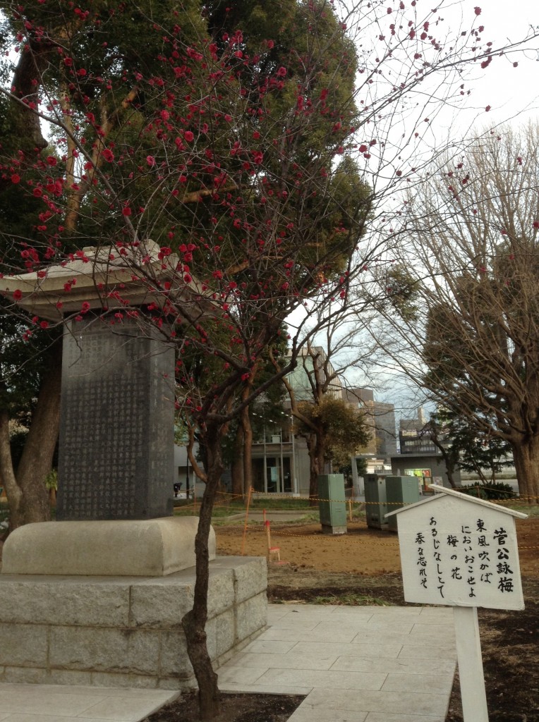 上野　梅の木