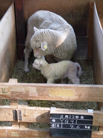 マザー牧場　親羊と赤ちゃん羊