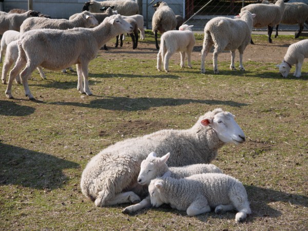 マザー牧場　羊の群れ