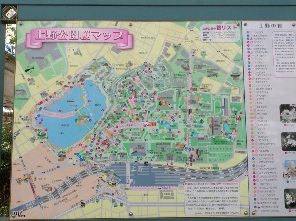 上野公園　桜マップ
