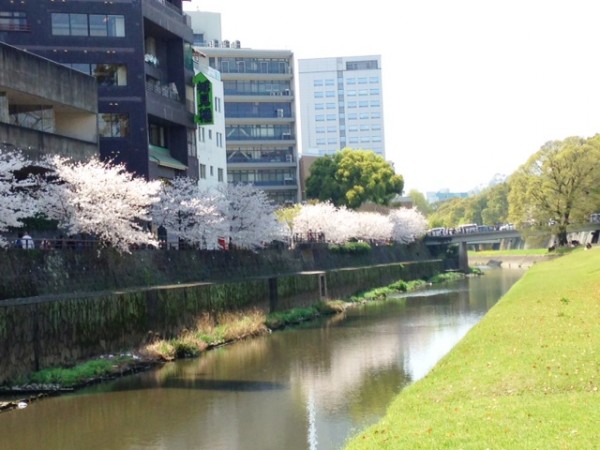 桜満開の坪井川　風景