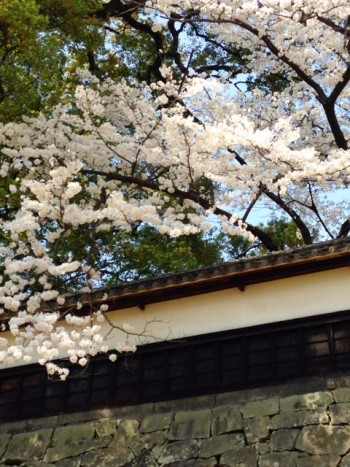 熊本城の長塀と桜
