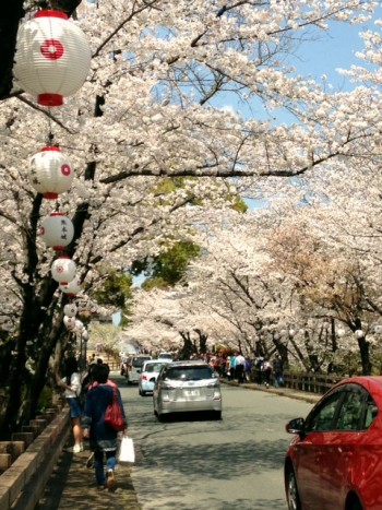 熊本　桜並木