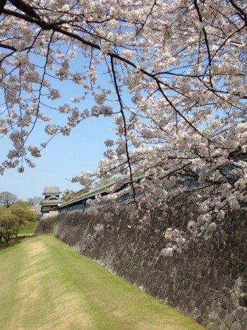 桜の名所　熊本城
