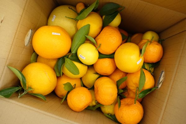 コラーゲン生成・細胞再生をサポート～和歌山のカラフル柑橘～