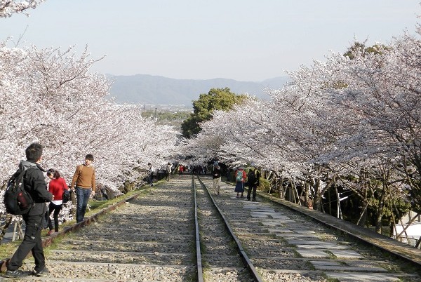 京都琵琶湖疏水、水辺の桜景色など、おすすめ桜の名所