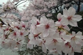 神楽坂　絶景のお花見スポットをご紹介　桜を見ながら桜色のワインをいただく至福の瞬間…。
