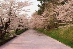 桜満開、うっとり弘前公園