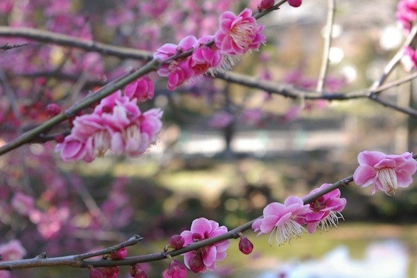 一足早い春を見つける鎌倉の寺社、花めぐり ／その１　梅見編