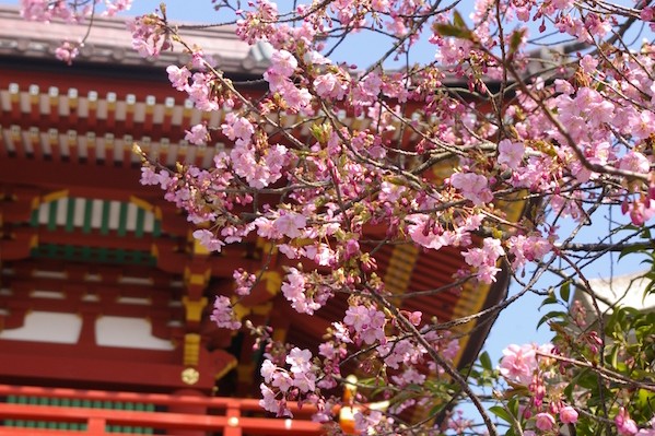 一足早い春を見つける鎌倉の寺社、花めぐり ／その２　梅以外の早春の花編