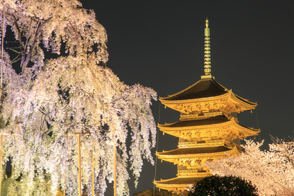 東寺 夜桜ライトアップ