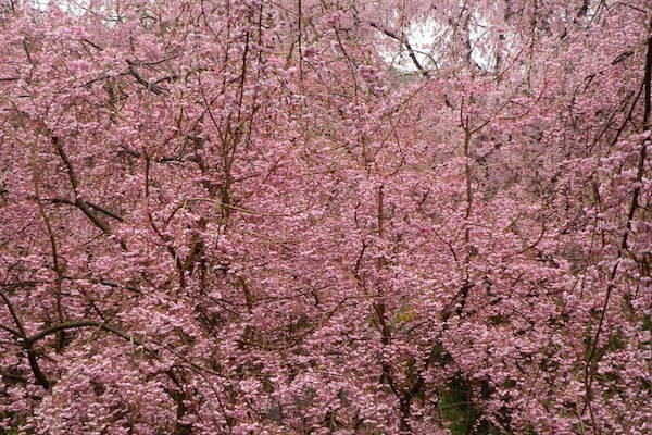 春爛漫の桜の園。「原谷苑」