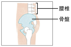 骨盤を真っすぐに立て ると、腰椎は緩やかに 前弯した状態に