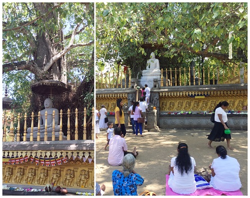 srilanka kelaniya bodai tree