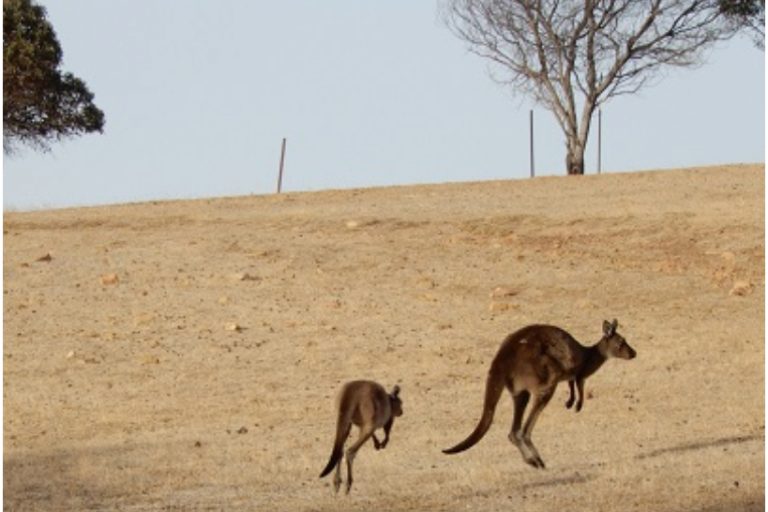野生動物に、絶景に、元気をもらう  南オーストラリア州カンガルー島の旅（後編）