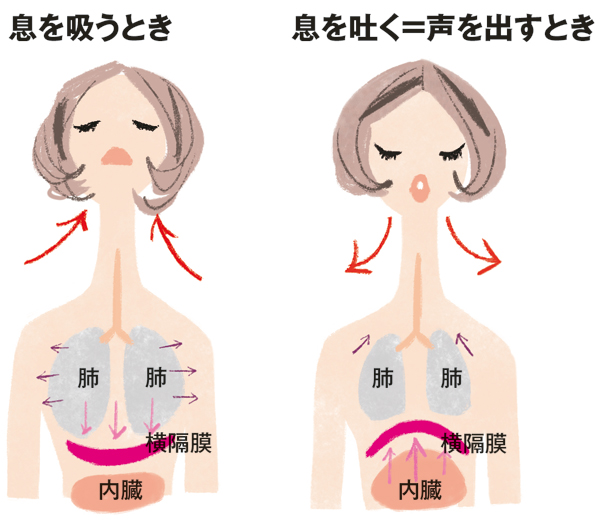 声の老化＿肺の動き