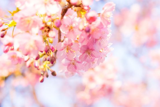 桜の季節の吉祥寺。ベストコースをご案内します。