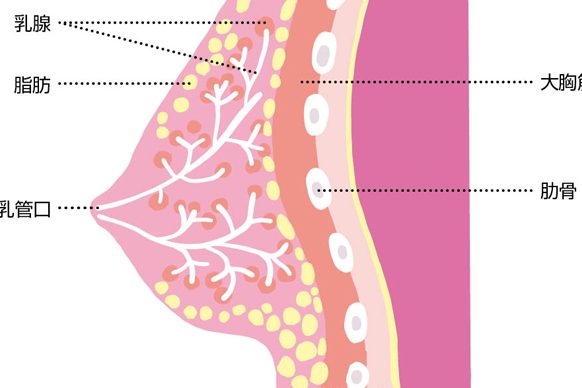 【乳がん・子宮頸がん・子宮体がん・卵巣がん】原因と検診法／女性のがん検診４