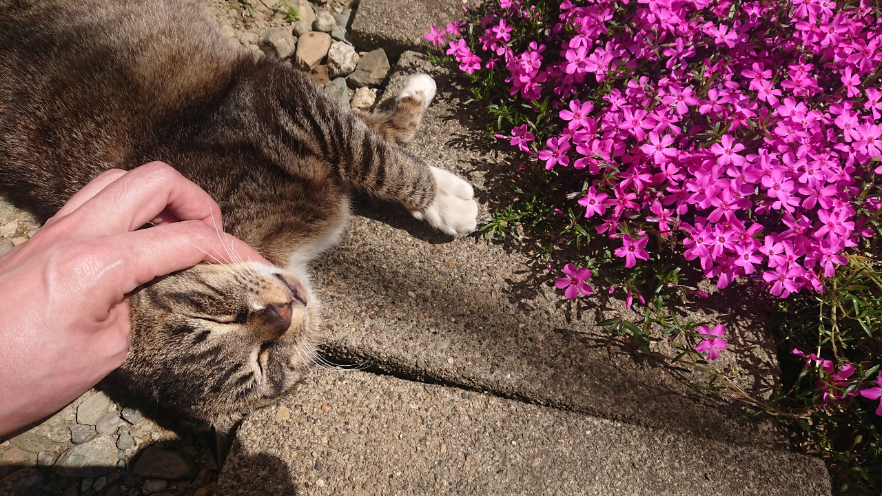 うちの小さな庭に毎日遊びに来る猫たちをご紹介します Ourage 集英社の雑誌myageのオンラインメディア
