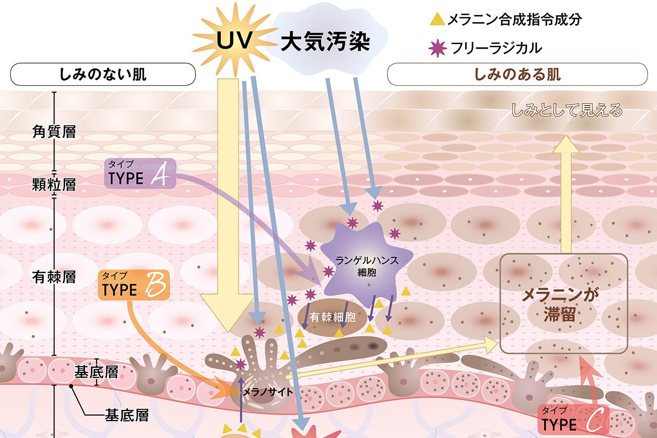 美白コスメの有効成分はどこに効く しみ しわのメカニズムを図解