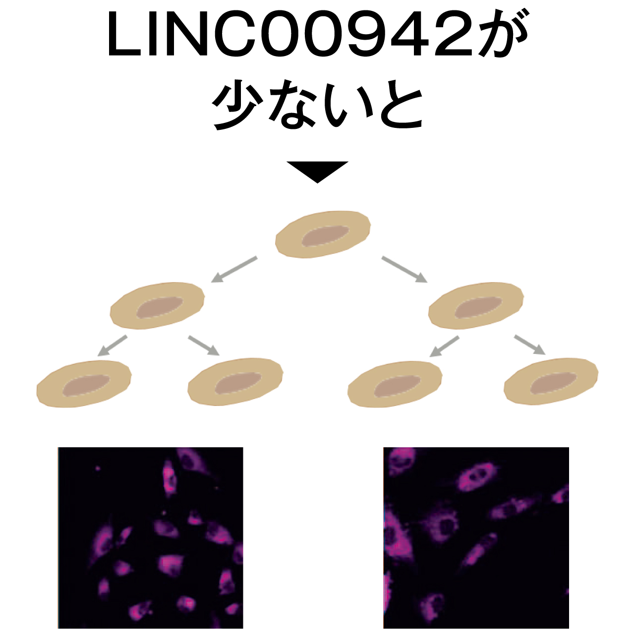 LINC00942が少ない状態で、エイジング細胞が増える様子