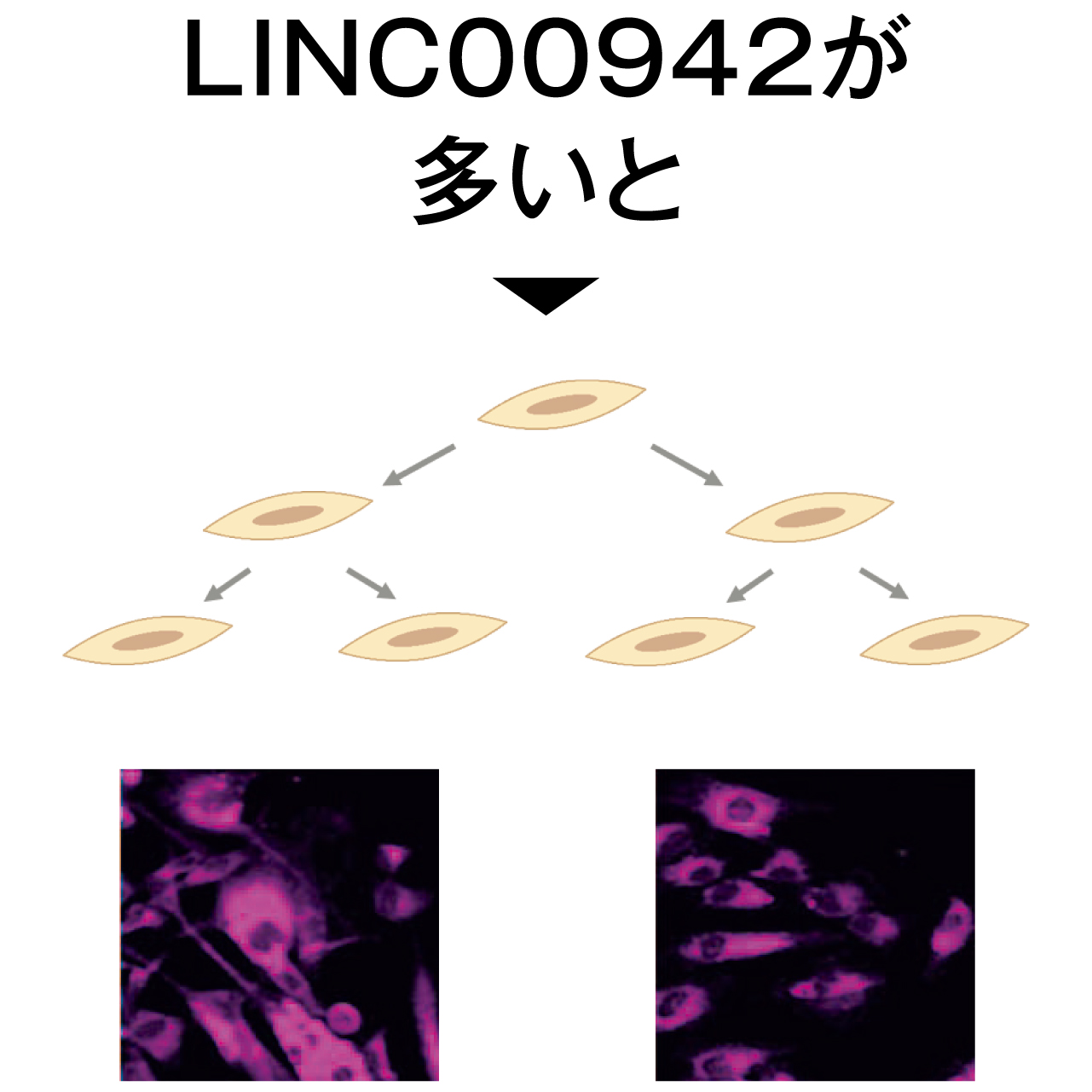 LINC00942が多い状態で、エイジレス細胞が増える様子