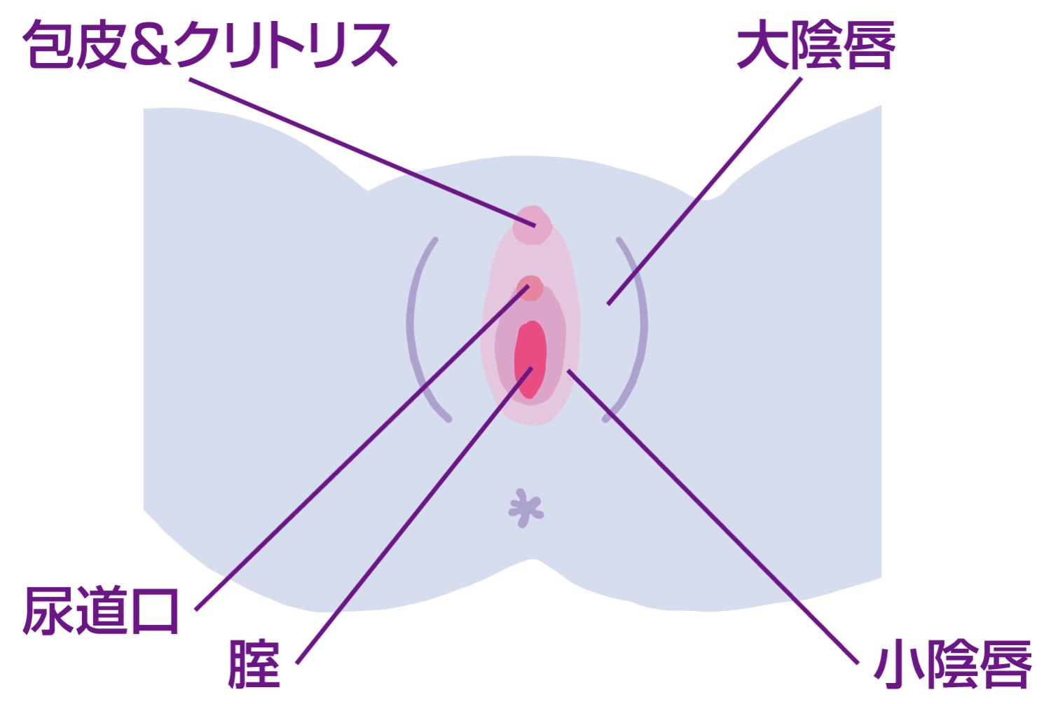 クリトリス 尿意