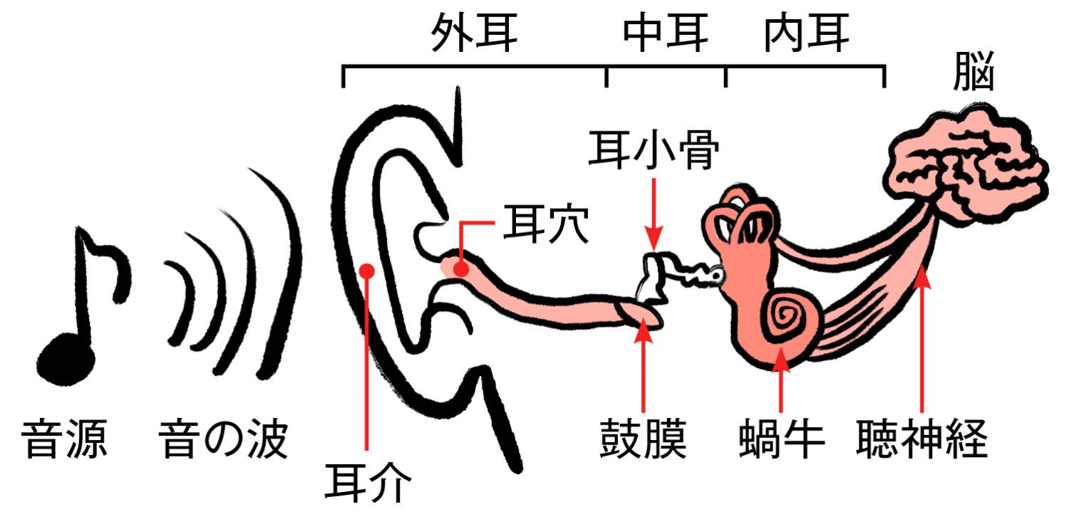 音が耳から入って、脳へ伝わる仕組み