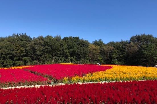 圧巻のスケール！秋の草花、紅葉を楽しめる東京近郊の穴場スポットです