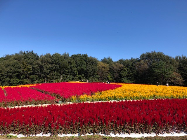 圧巻のスケール 秋の草花 紅葉を楽しめる東京近郊の穴場スポットです