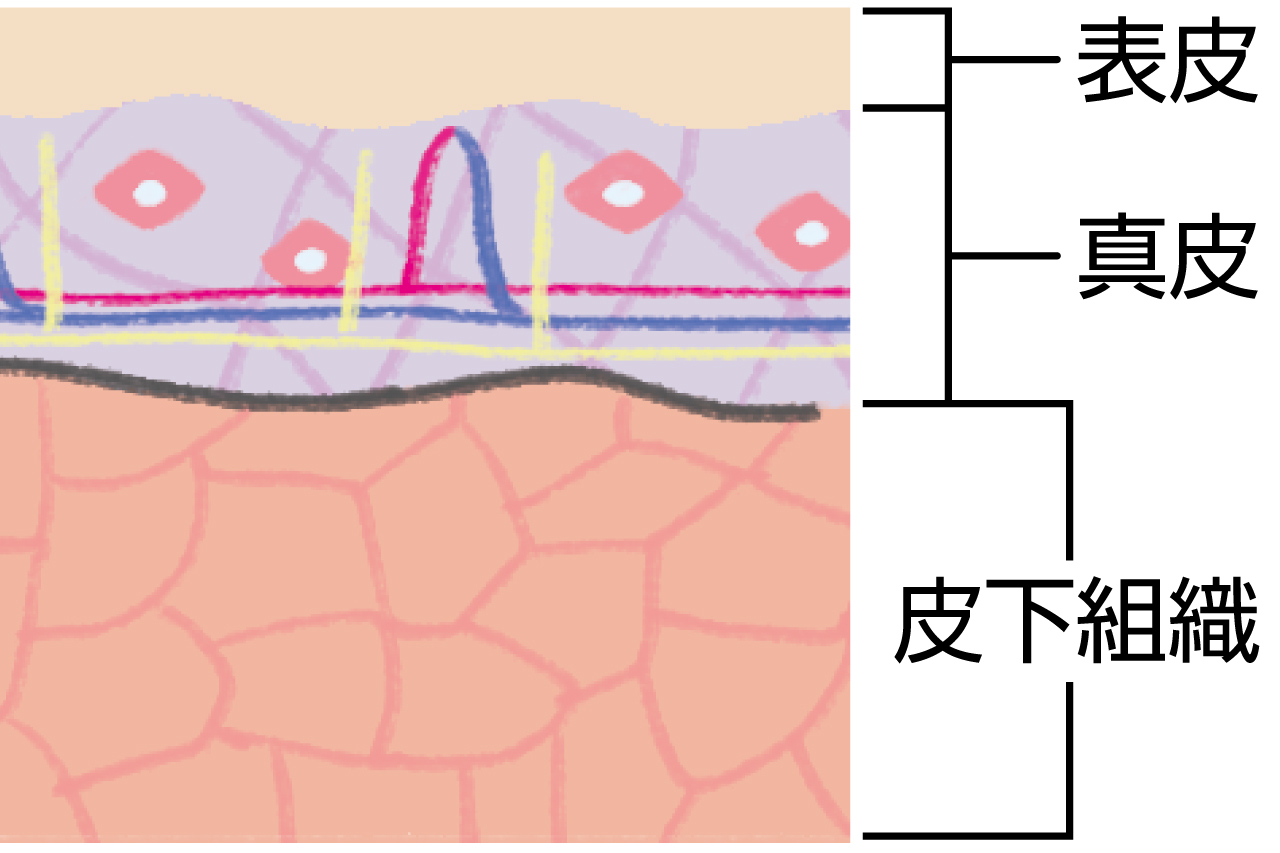 首の皮膚は顔の3分の2の薄さしかないって知ってる 首が老化しやすい理由 前