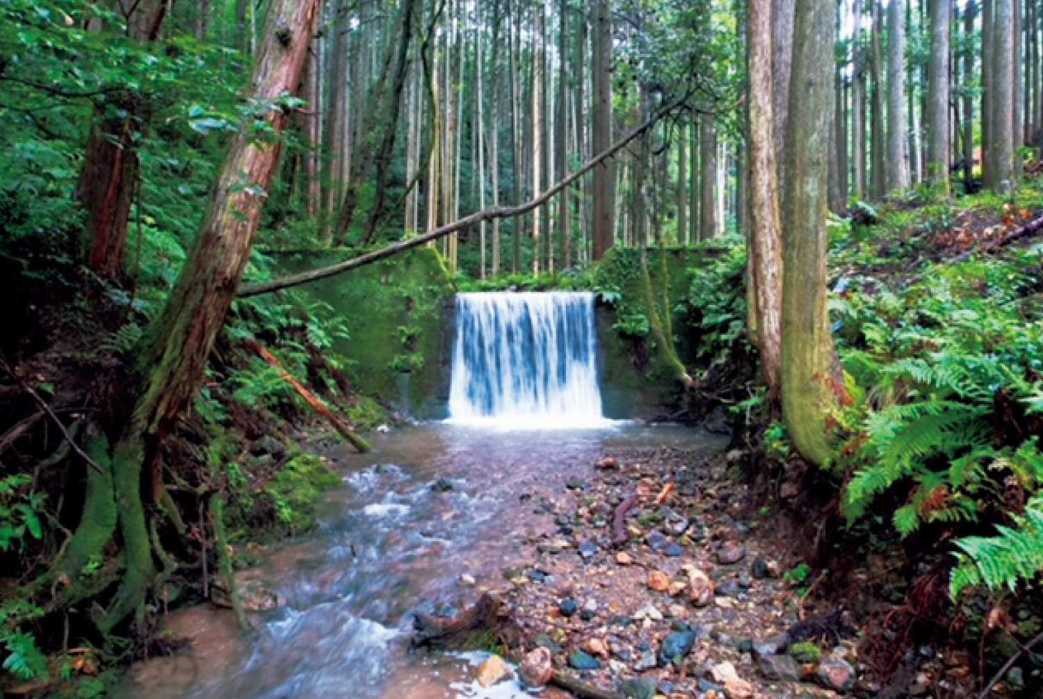 １万坪の森にある自然派サウナ。施設内には季節によって滝も。