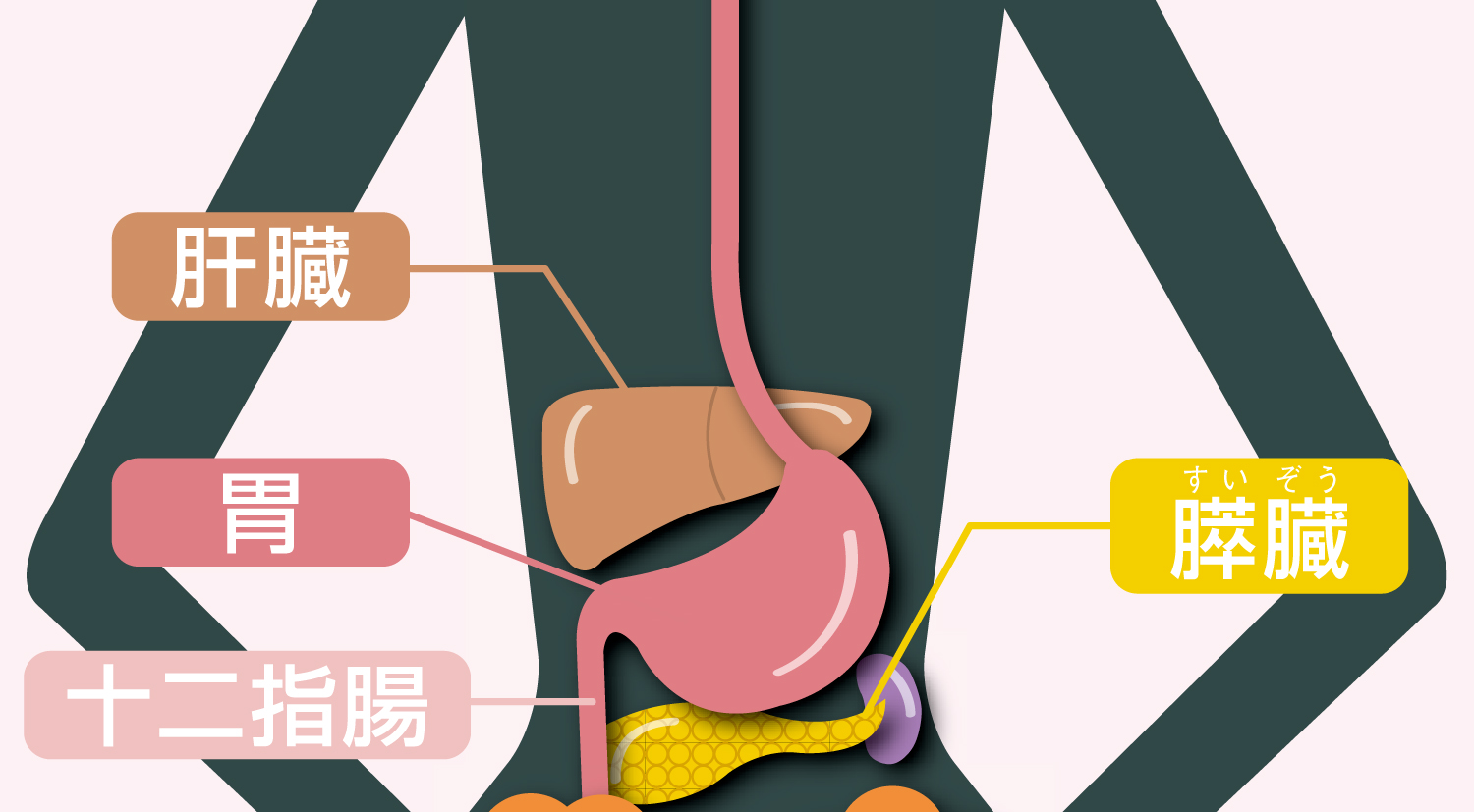 各臓器の働き　胃、肝臓、膵臓、十二指腸