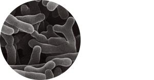ビフィズス菌の顕微鏡画像