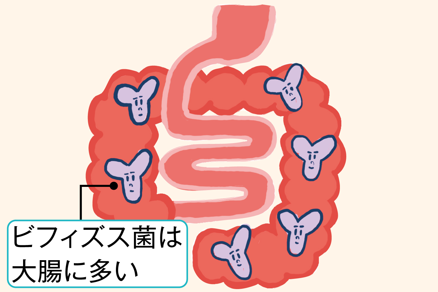 ビフィズス菌＝大腸に棲息し、悪玉菌の増殖を抑制