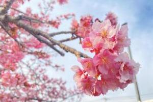 春を大満喫して気分がアガル！ いちごと桜と焼肉と。