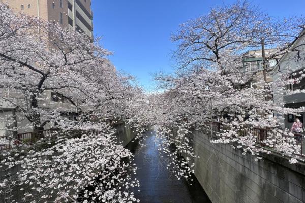 東京メトロの24時間券を大活用！ 都内の桜の名所を巡ってきました