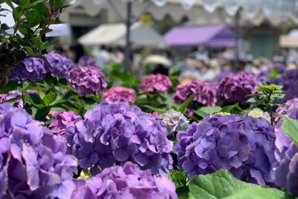 美しき紫陽花の名所へ。東京十社巡りをのんびりと。