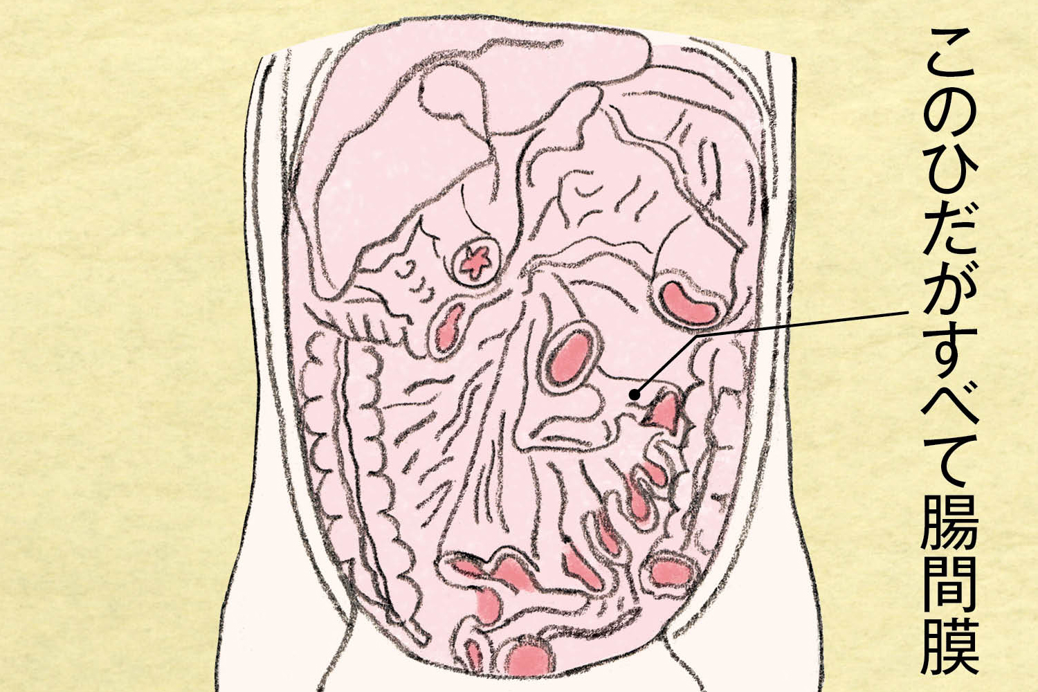内臓脂肪がたまる腸間膜