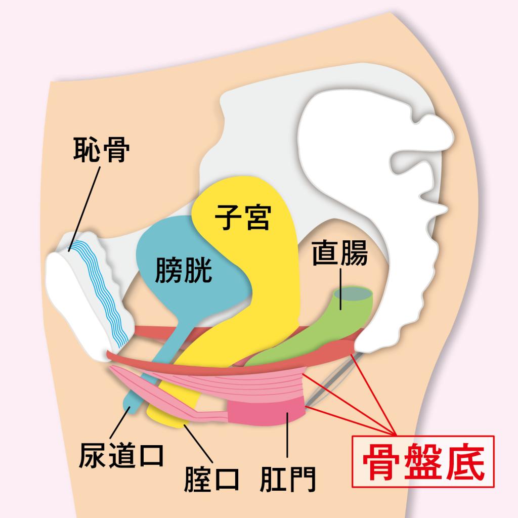 あなたの「骨盤底筋」衰え度をチェック！／関口由紀医師が解説 3