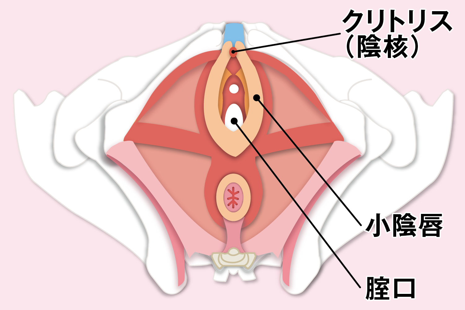 クリトリ す