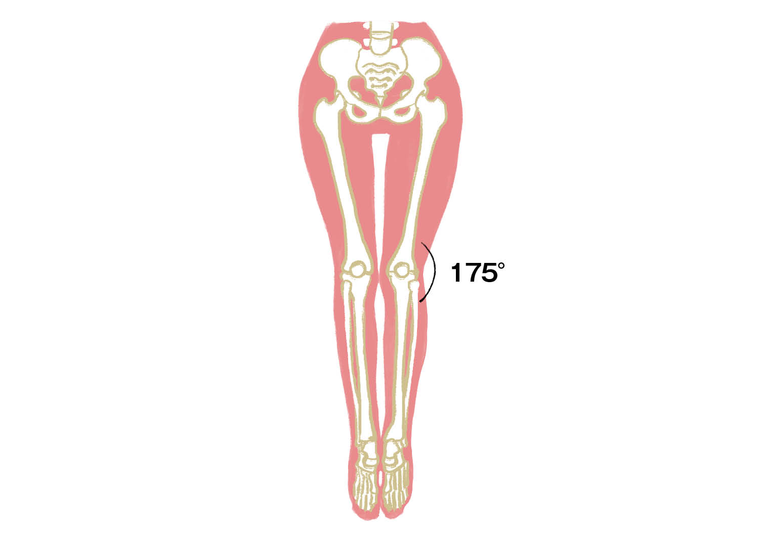 正常な脚の場合、膝の角度が175°程度で、膝への負担が最小限に。（イラスト）