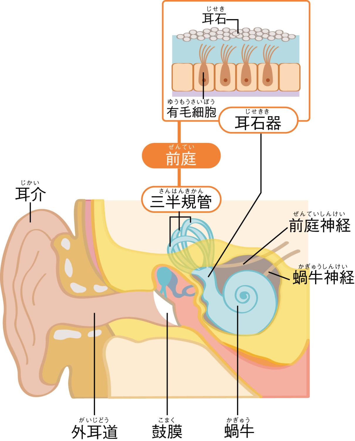 内耳　解剖図