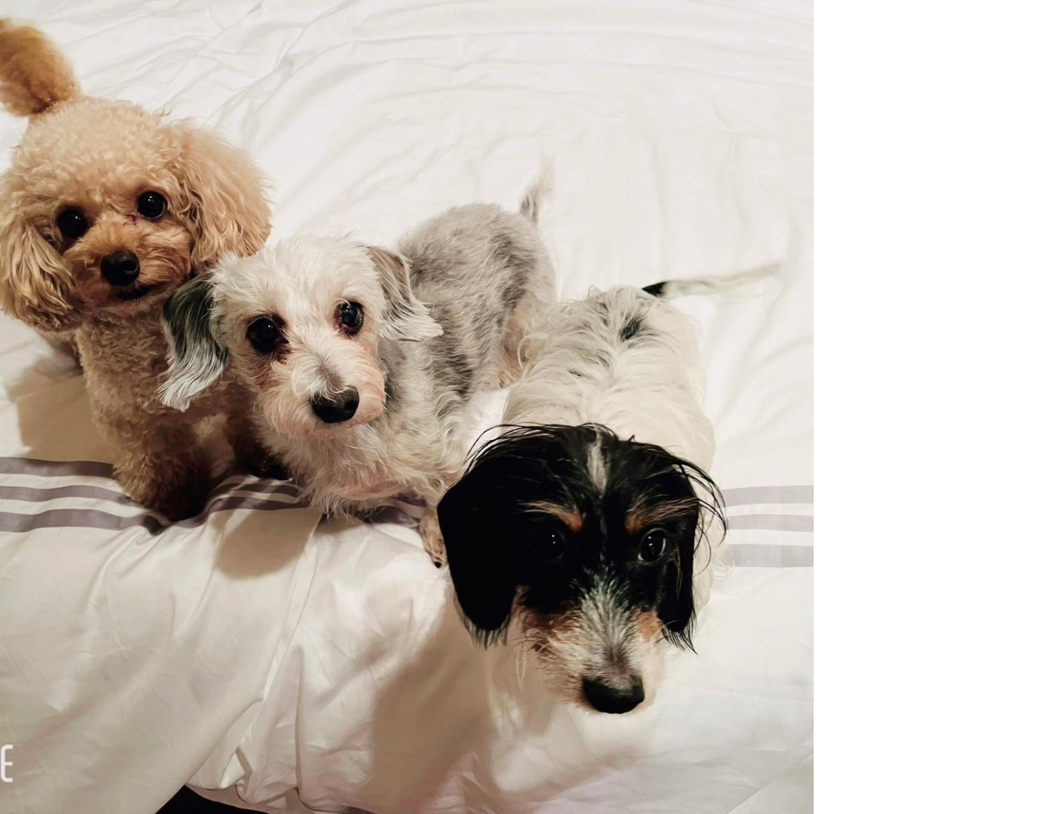 3匹の愛犬が仕事の疲れを癒してくれる大切な家族です。／今泉明子医師