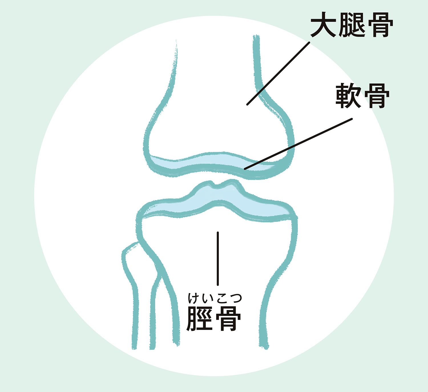 正常な膝関節／イラスト
