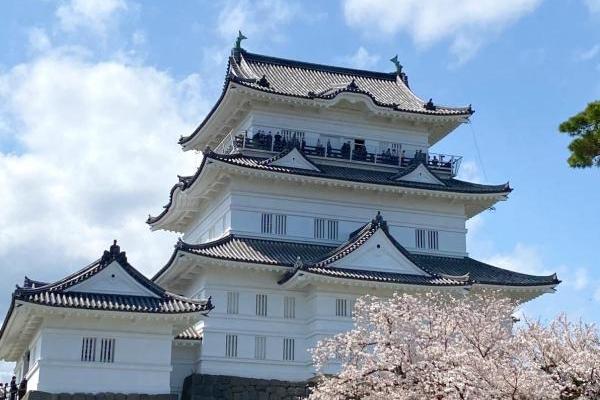 戦国時代の武将もこの景色を見ていたんでしょうか。小田原城と桜