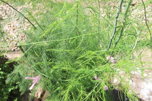 自宅の庭で育つアスパラガス。1度植えたら10年くらい、毎年収穫可能だそうです