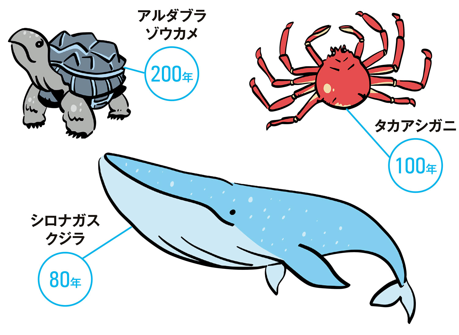 動物寿命　200年 アルダブラゾウカメ　100年 タカアシガニ　80年 シロナガスクジラ