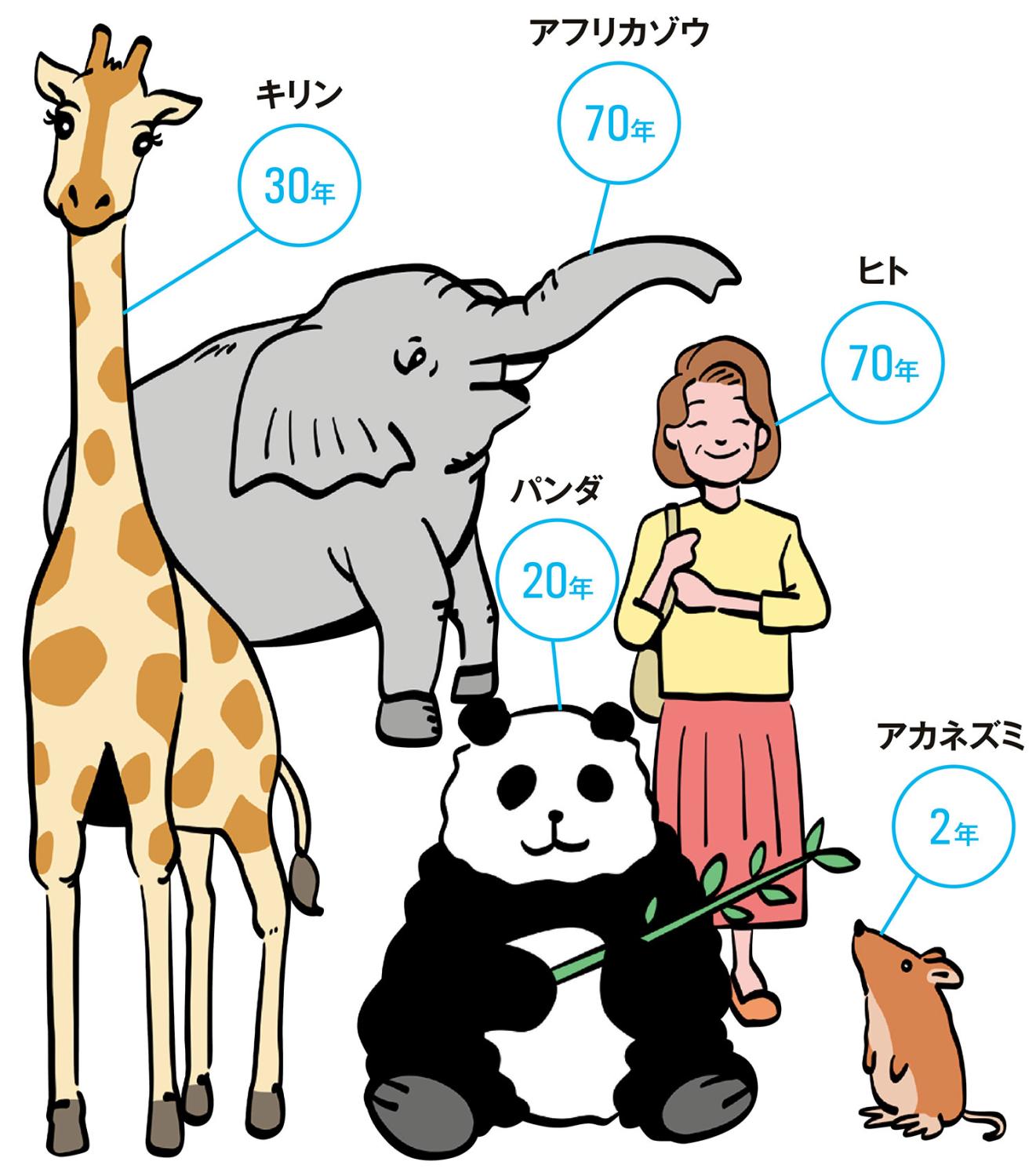動物寿命　アフリカゾウ 70年　ヒト 70年　キリン 30年　パンダ 20年　アカネズミ 2年
